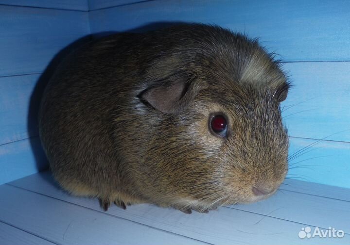 Три брата акробата морские свинки