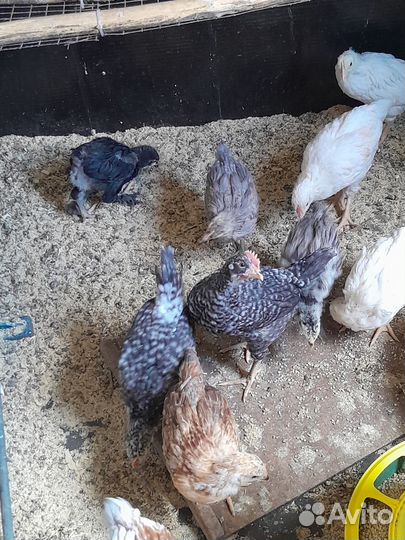 Цыплята несушки подрощенные
