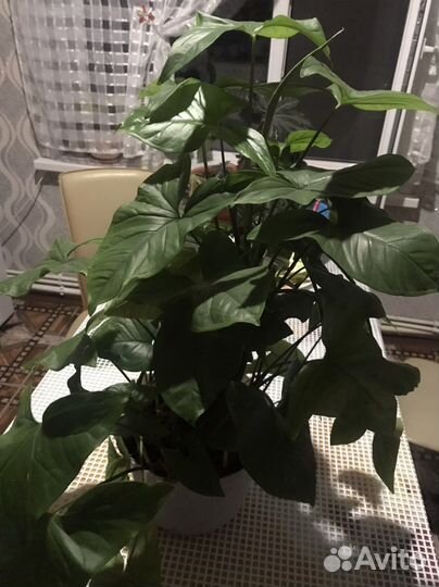 Антуриумы,Сингнониум, Бегония, фикусы