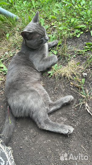 Русский голубой кот