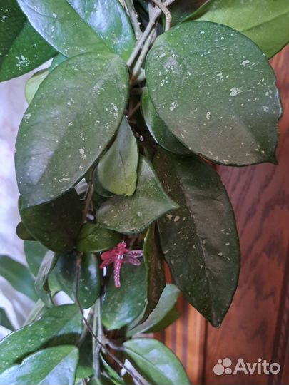 Хойя Карноза