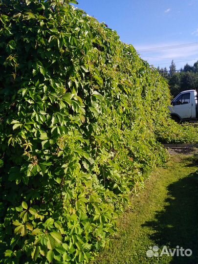 Девичий виноград