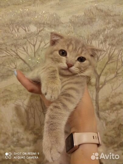 Шотландская вислоухая кошка бесплатно