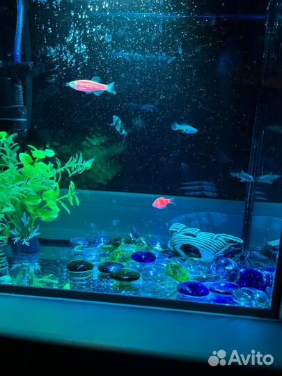 Аквариум