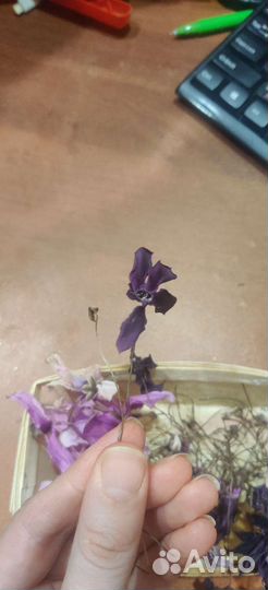 Высушенные цветы цикломена