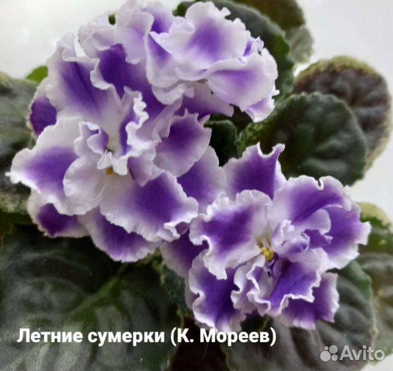 Сортовые фиалки