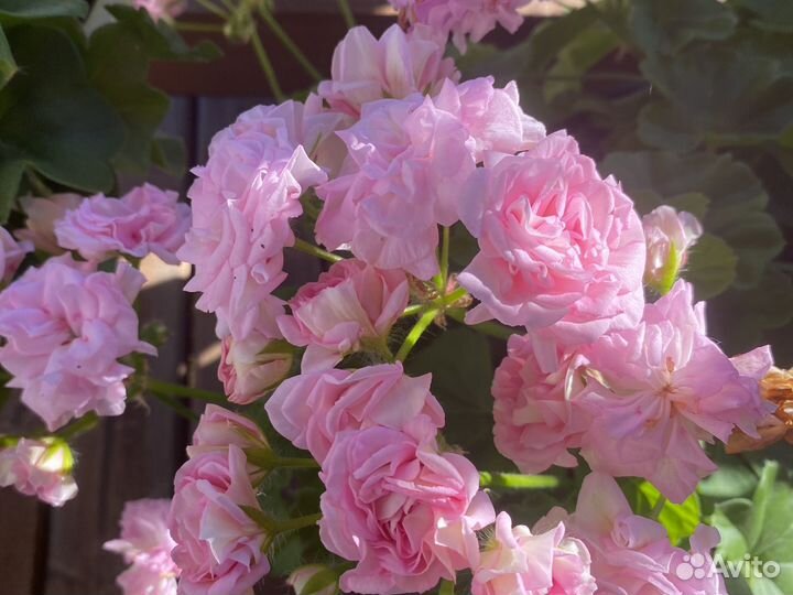 Пеларгония герань срезки,взрослые кусты