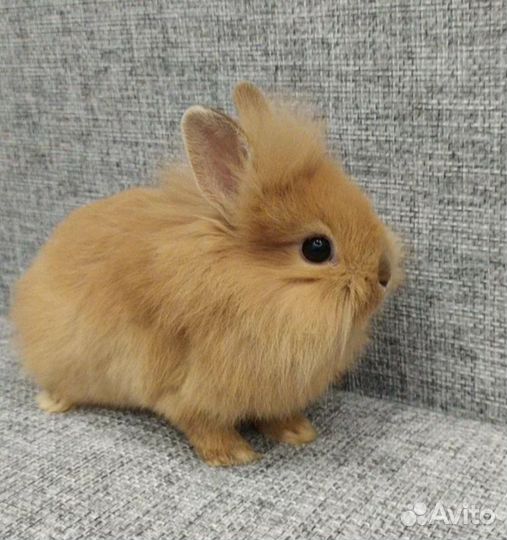 Декоративные карликовые кролики