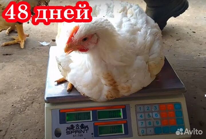 Бройлер белый мясной Росс308 - суточные цыплята