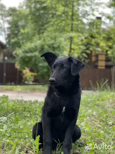 Щенок девочка