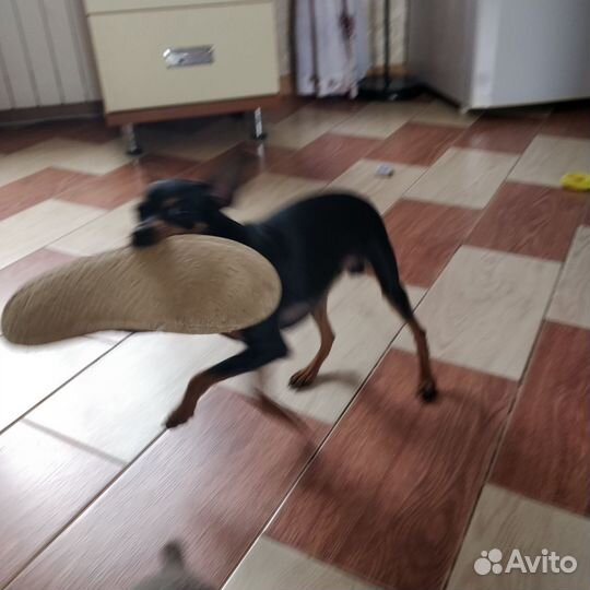 Щенки русский той-терьер