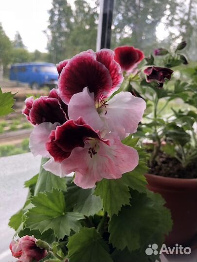 Пеларгония герань