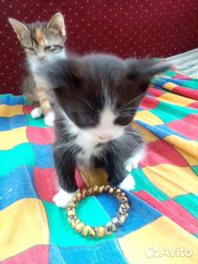 0 котята в дар