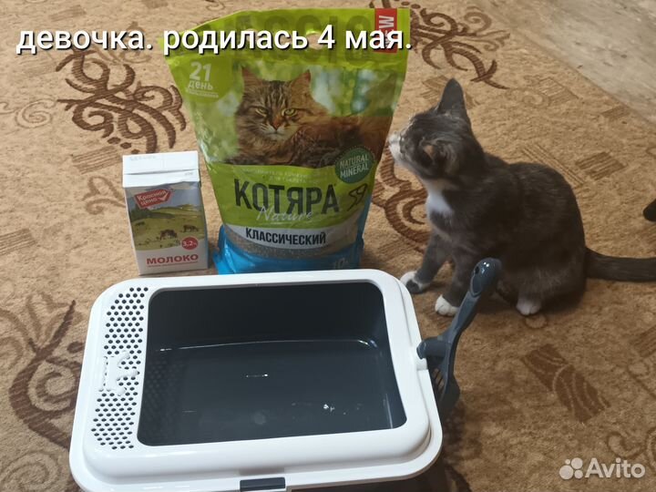 Котёнок+лоток+совок+наполнитель+молоко