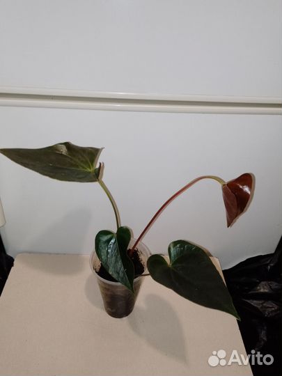 Антуриум деликата