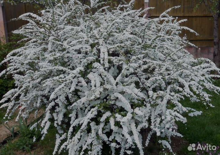 Спирея серая грефшейм