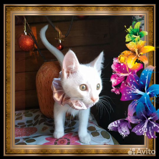 Хорошенький котенок