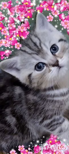 Шотландские котята