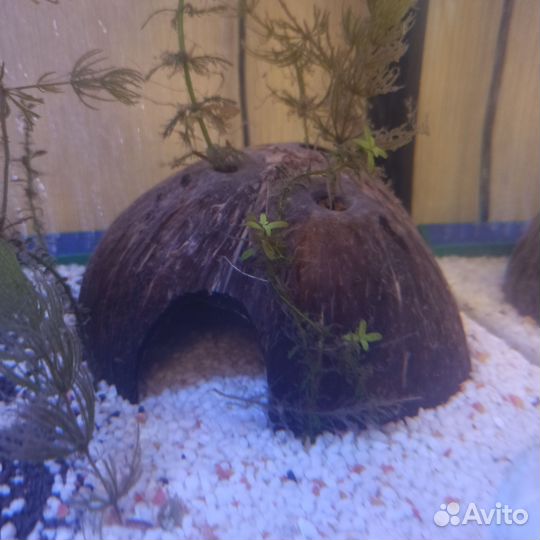 Домик для сомиков)