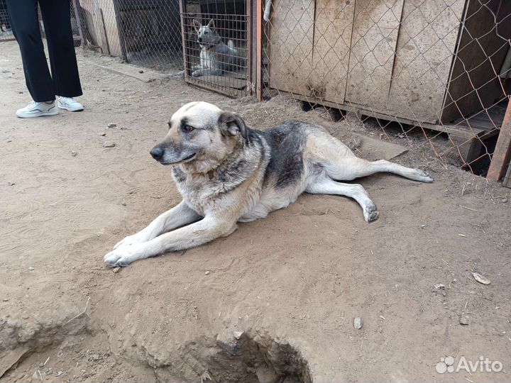 Собака для охраны