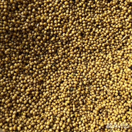 Рожь, горчица, семена льна и другие