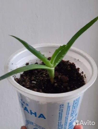 Денежное дерево. Толстянка. Красула. Кактус. Алоэ