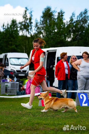 Кобель вельш корги пемрбок для вязки