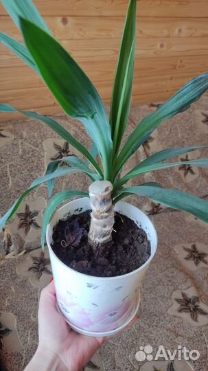 Юкка пальма, драцена укорененная
