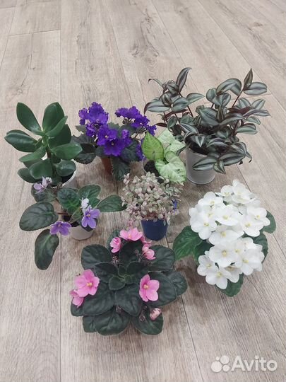 Фиалки,каллизия розовая пантера,традесканция и т.д