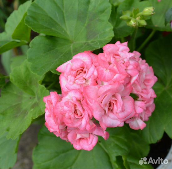 Пеларгонии сортовые