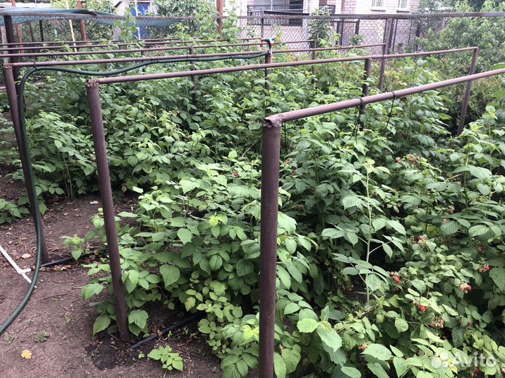 Рассада Малины