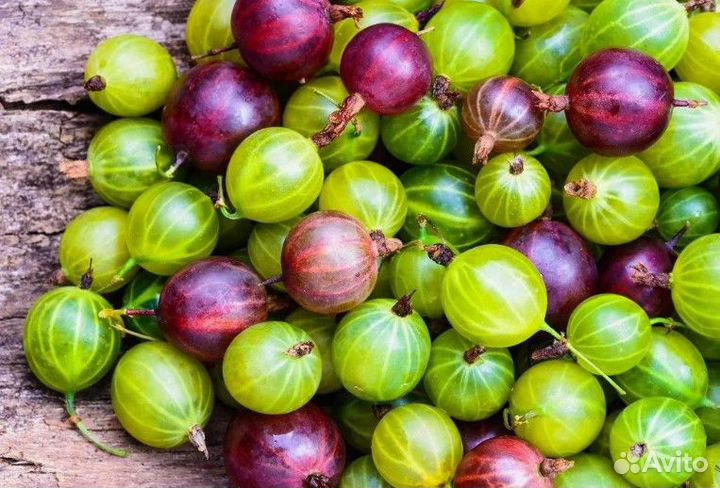 Саженцы крыжовника командор