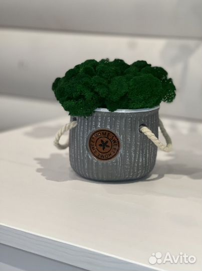 Стабилизированный мох, кашпо