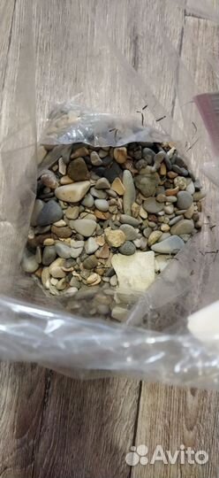 Морские камушки