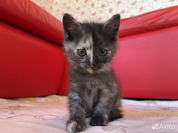 Котенок - девочка