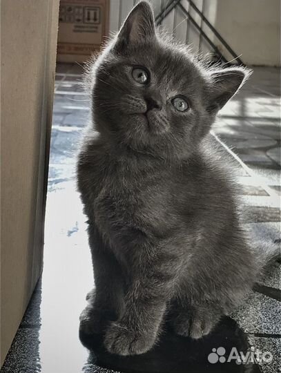 Британская кошка