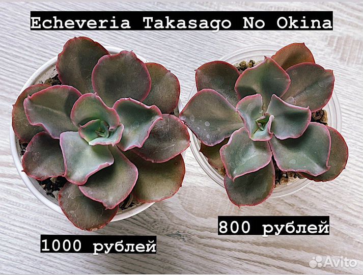 Суккуленты