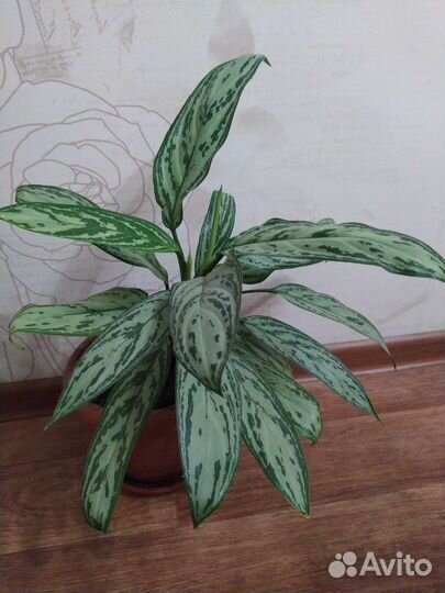 Аглаонема, цена с горшком