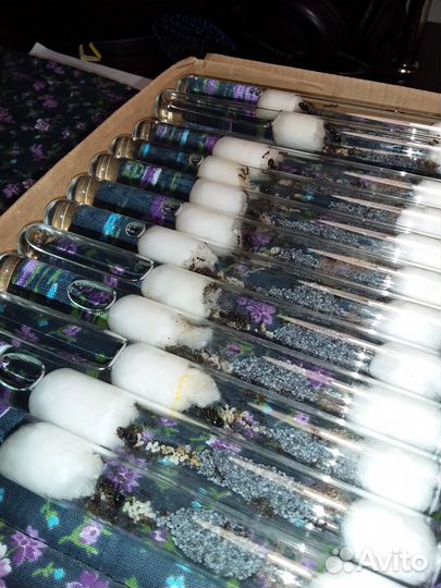 Муравьи жнецы (Messor Structor)