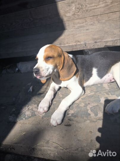 Девочка парода эстонская гончая