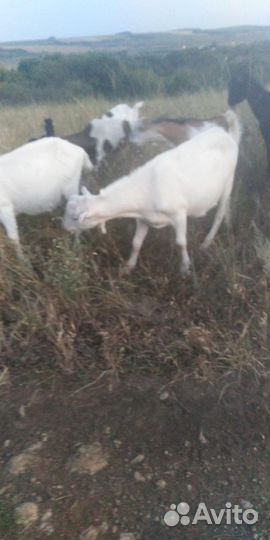 Козлы разной породы