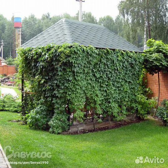 Лиана девичий виноград