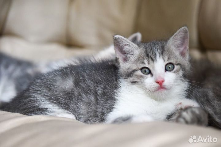 Котёнок бело-голубой мальчик 1,5 месяца