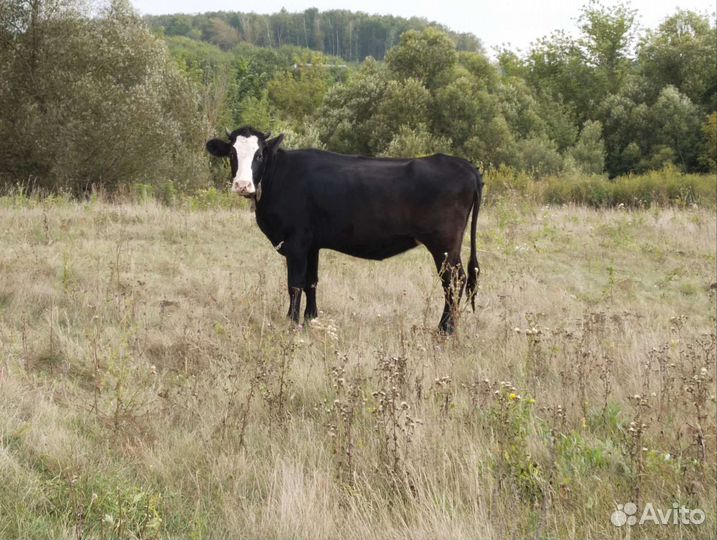 Стальная телка
