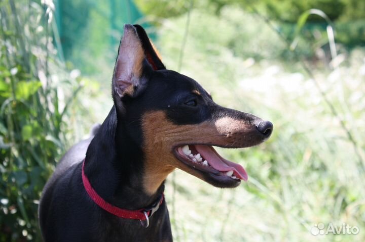 Цвергпинчер щенки