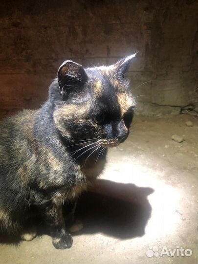 Котик в добрые руки