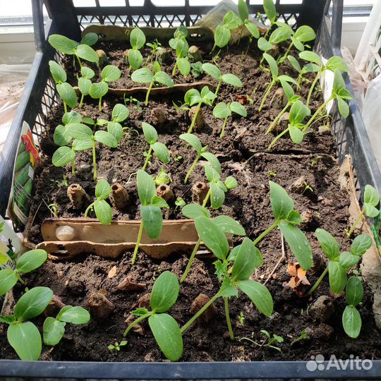 Рассада помидор и огурцов