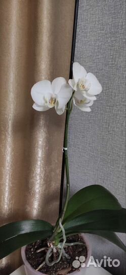 Антуриум, орхидеи