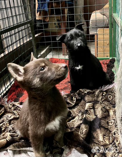 Щенок в добрые руки