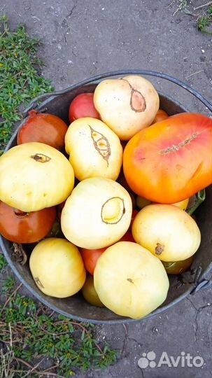 Гном томатный.Более 40 сортов.12 семян за 40 р